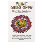 Silvery Rose Strawflower