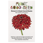 Benary's Giant Coral Zinnia