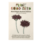 Black Magic Bachelor Button / Cornflower