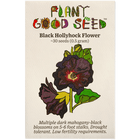 Black Hollyhock