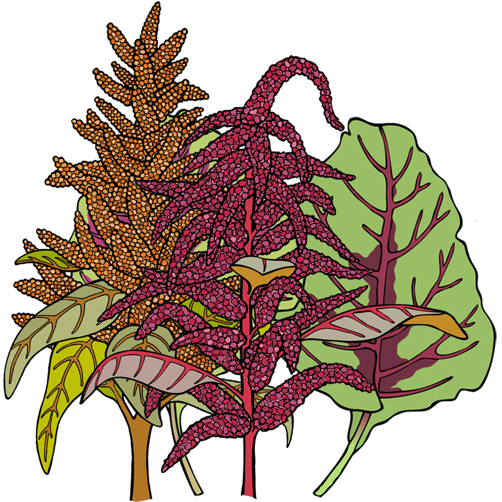 Amaranth