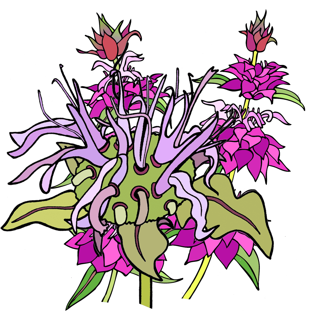 Bee Balm