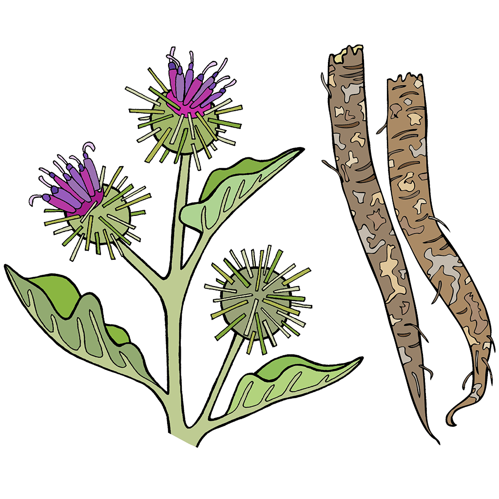 Burdock