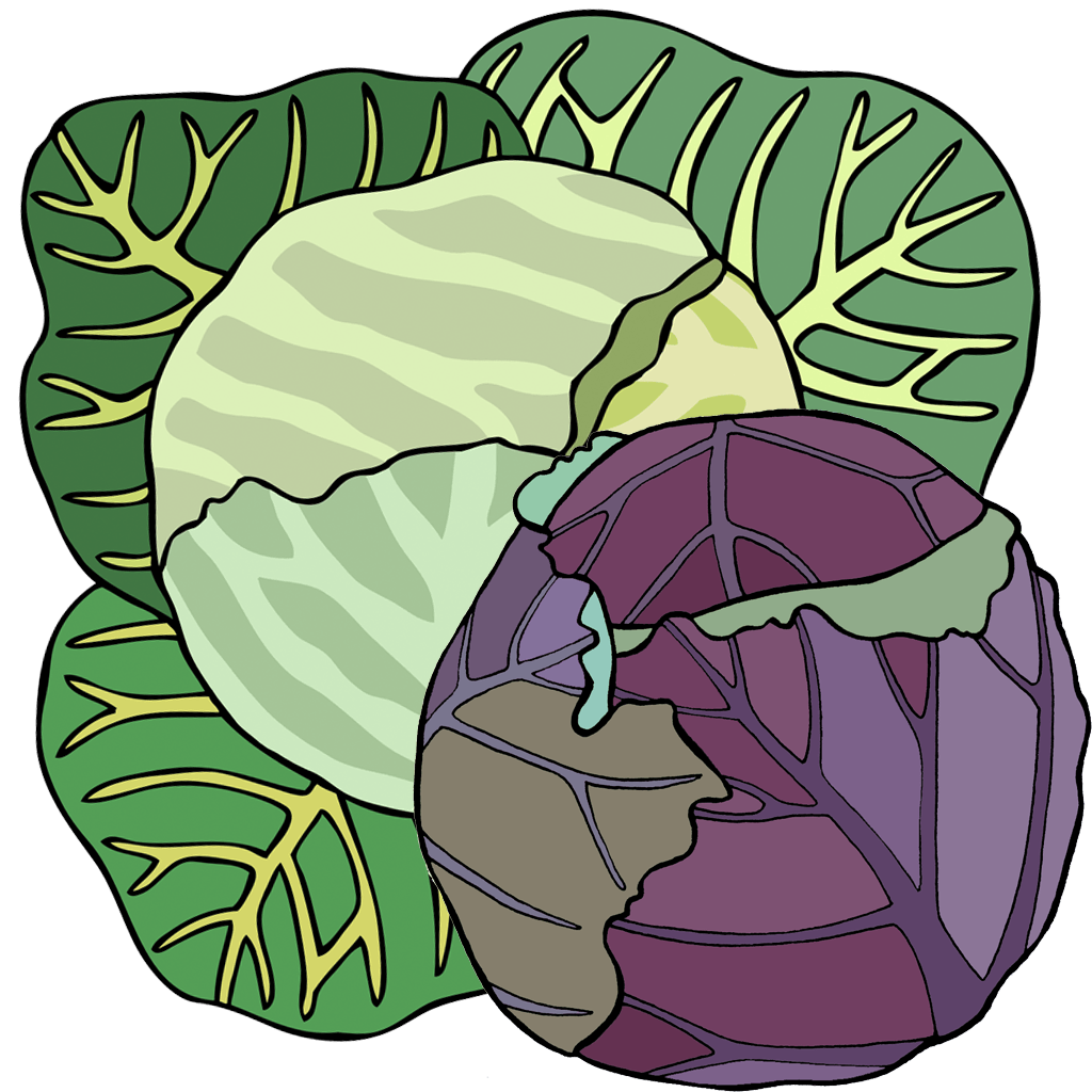 Cabbage