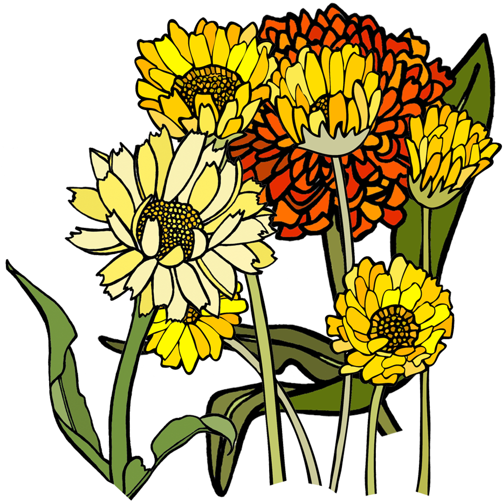 Calendula