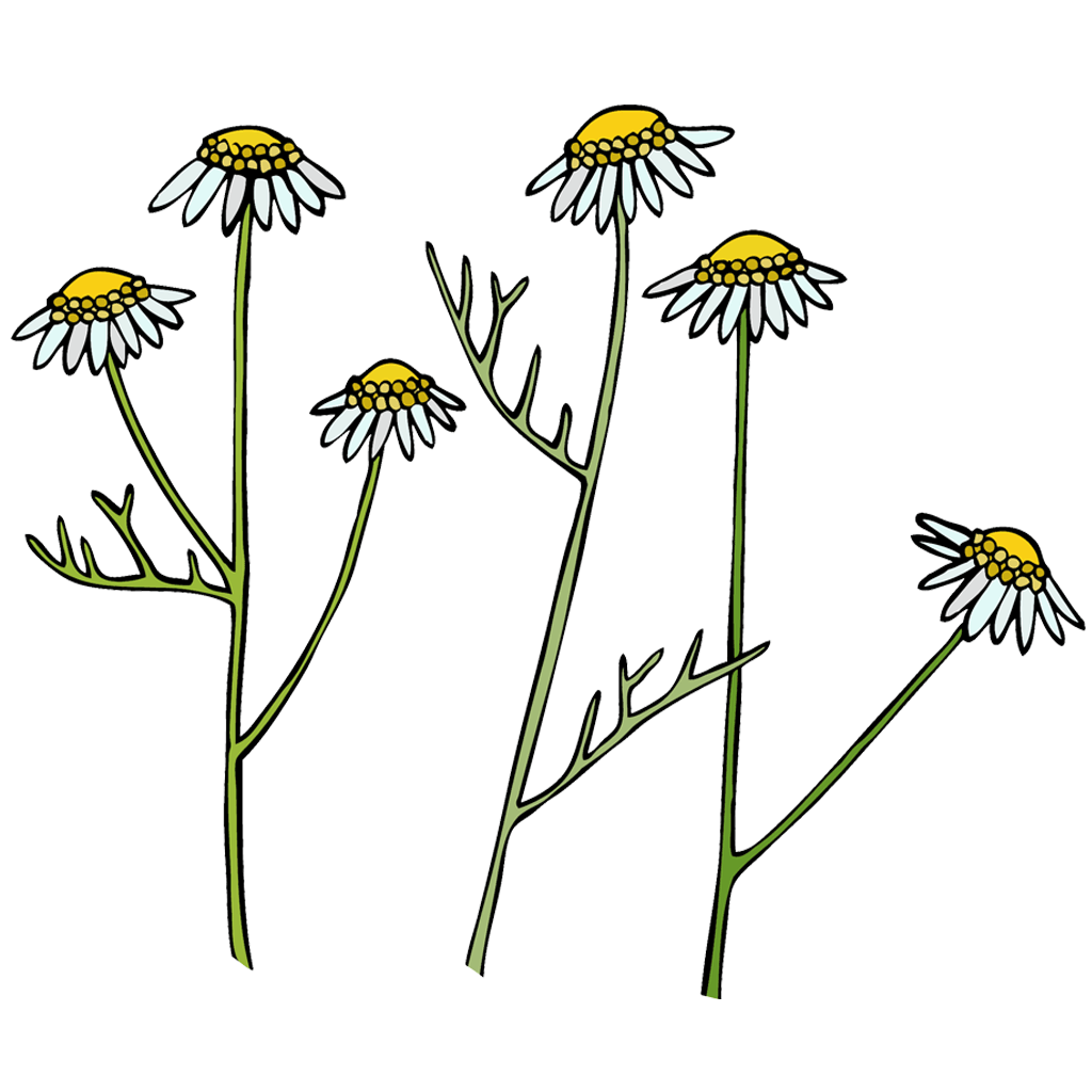 Chamomile