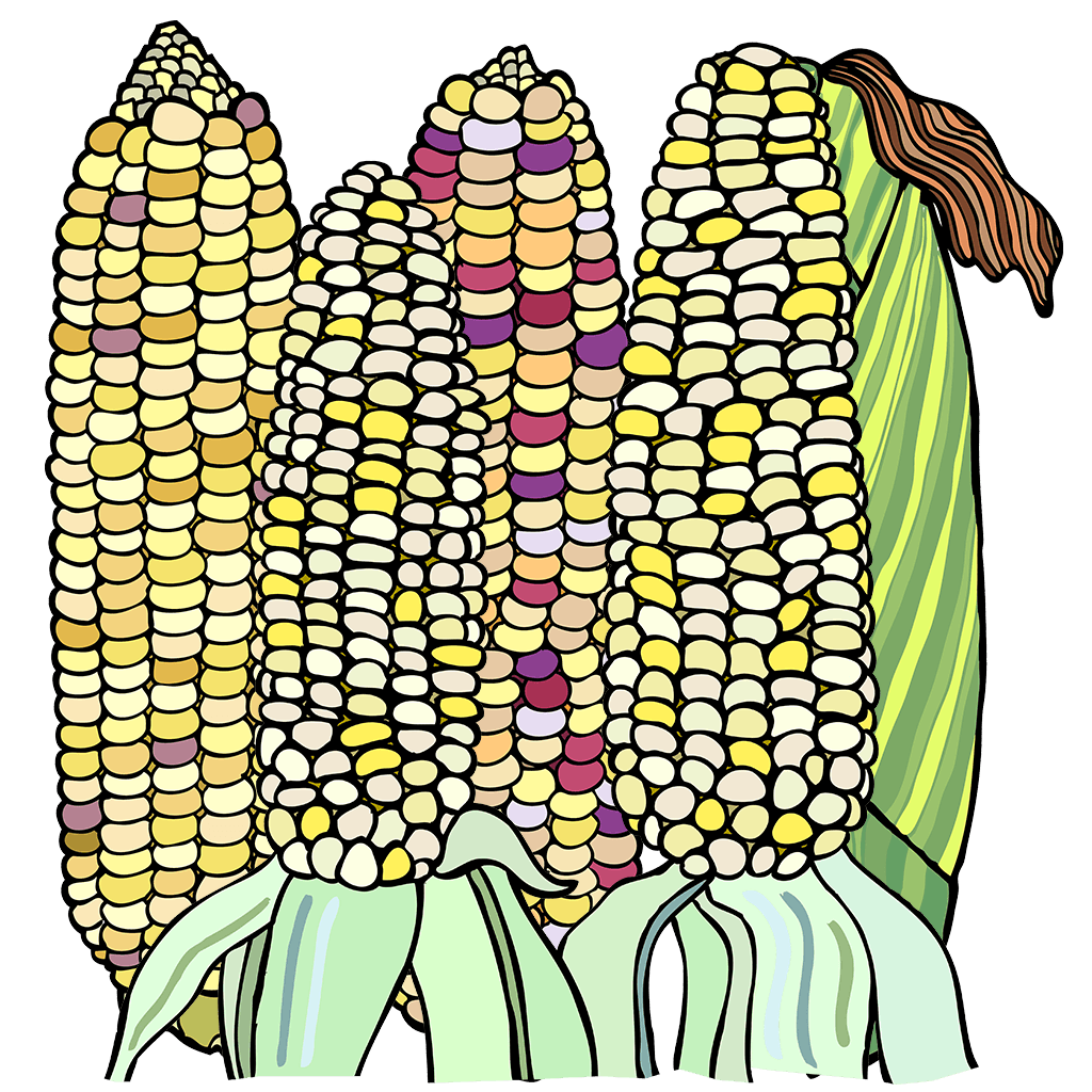 Corn