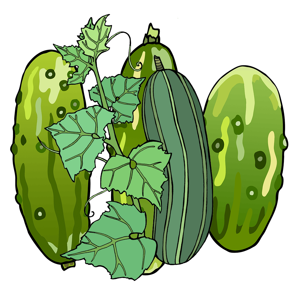 Cucumber