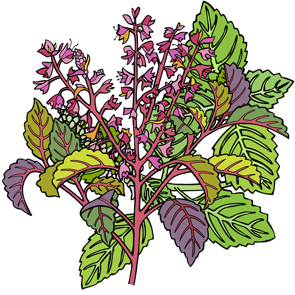 Basil, Holy (Tulsi)