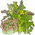 Lettuces