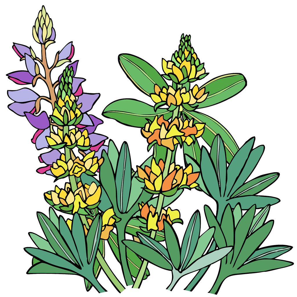 Lupine