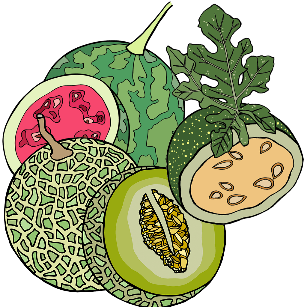 Melon & Watermelons