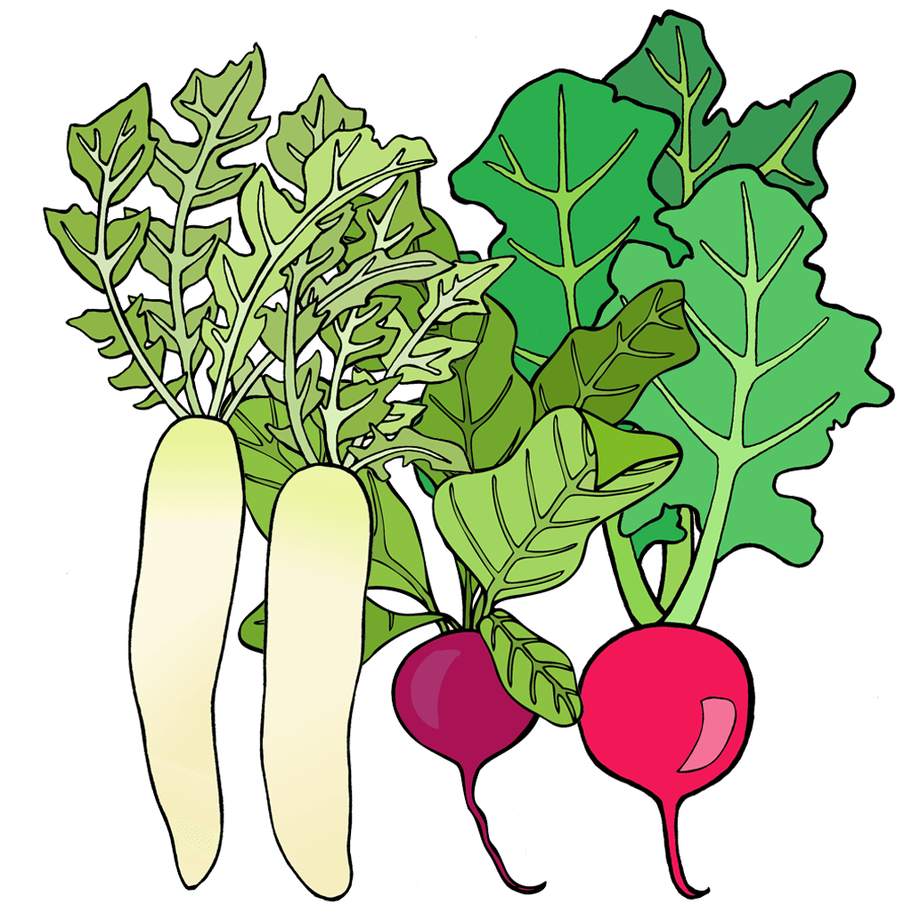 Radish