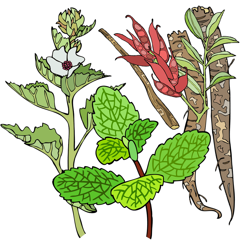 Herbs, Tea/Medicinal