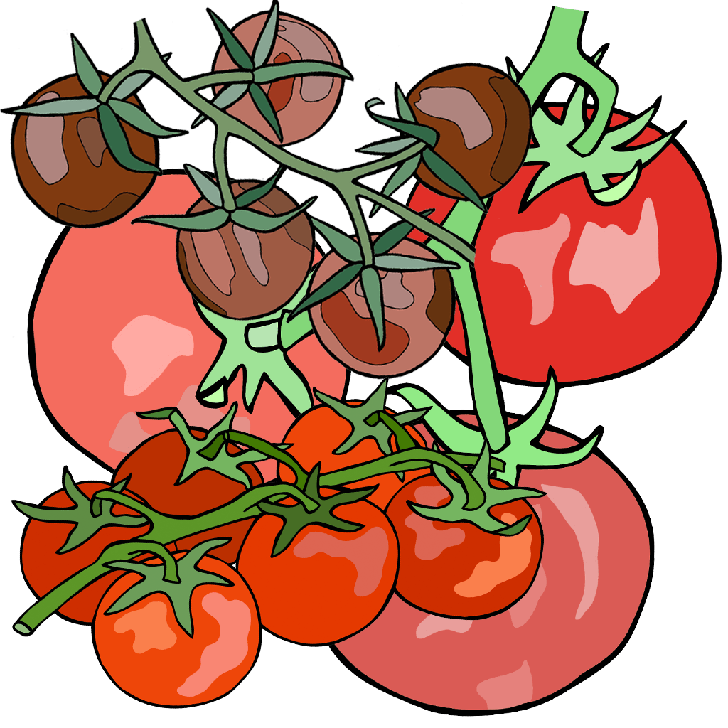 Tomatoes