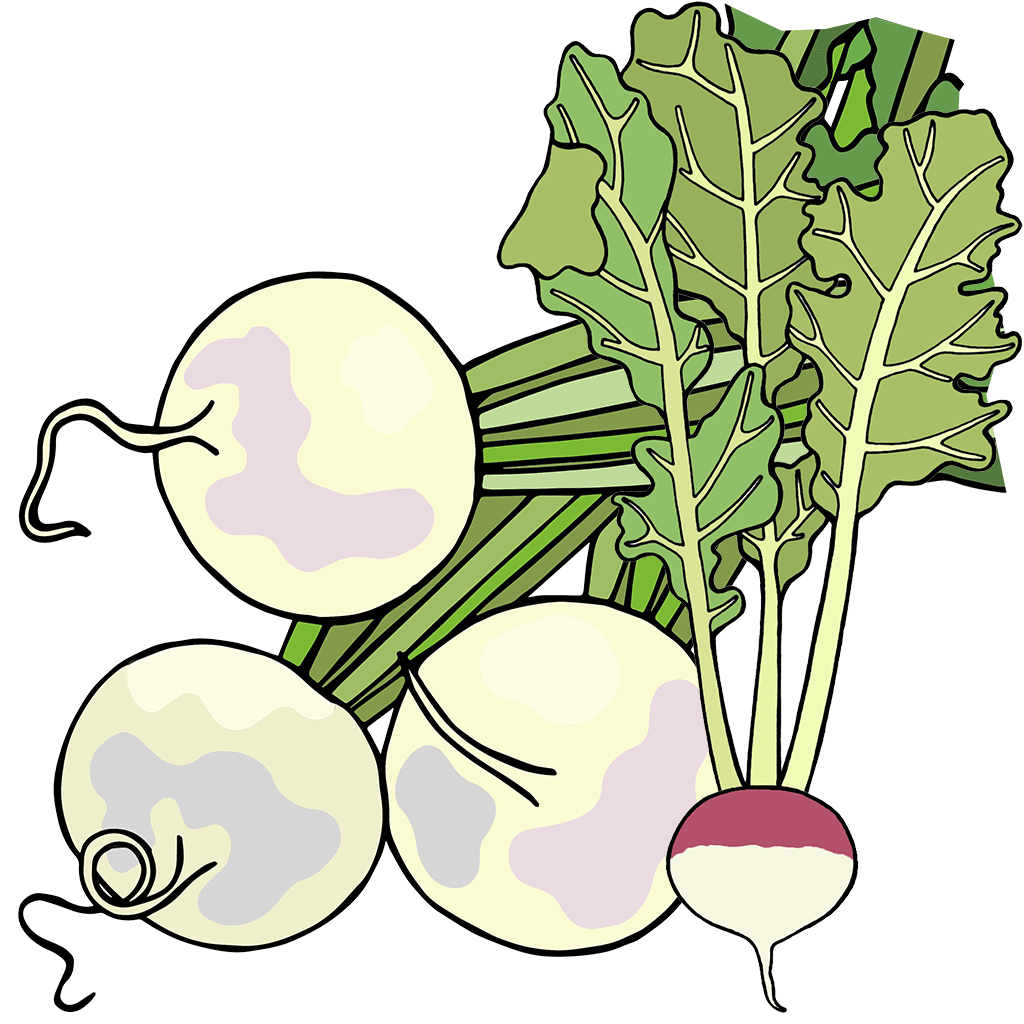 Turnip