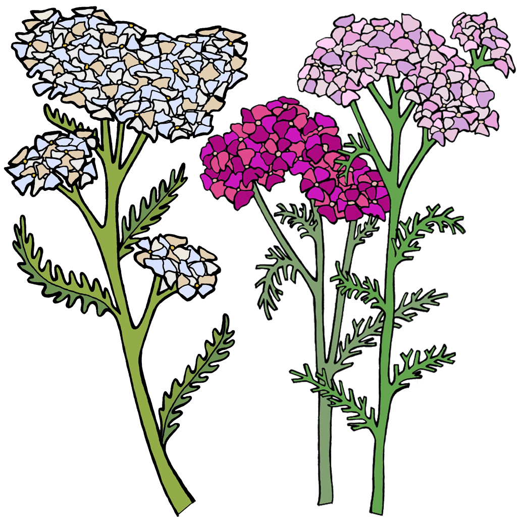 Yarrow