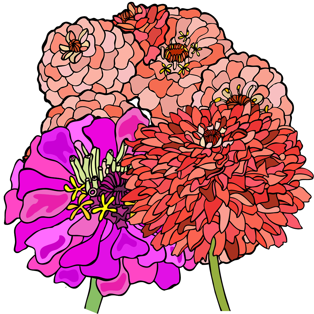 Zinnia