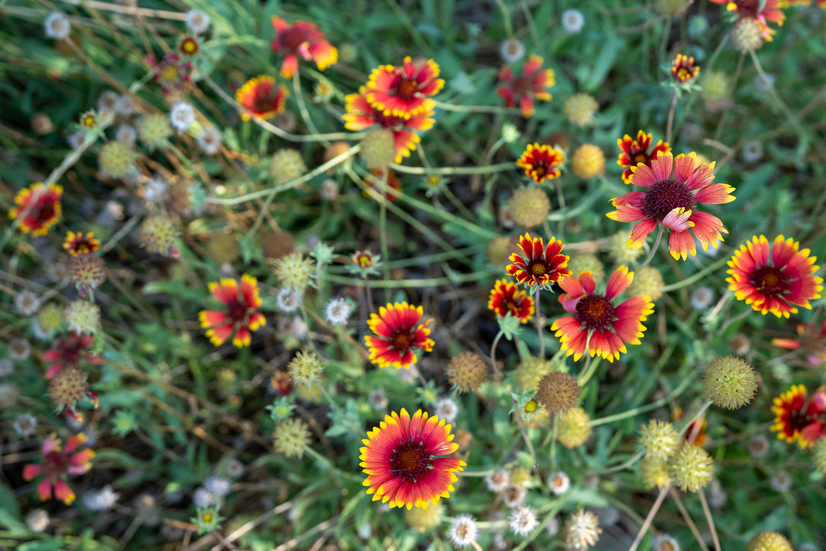 Gaillardia Flower