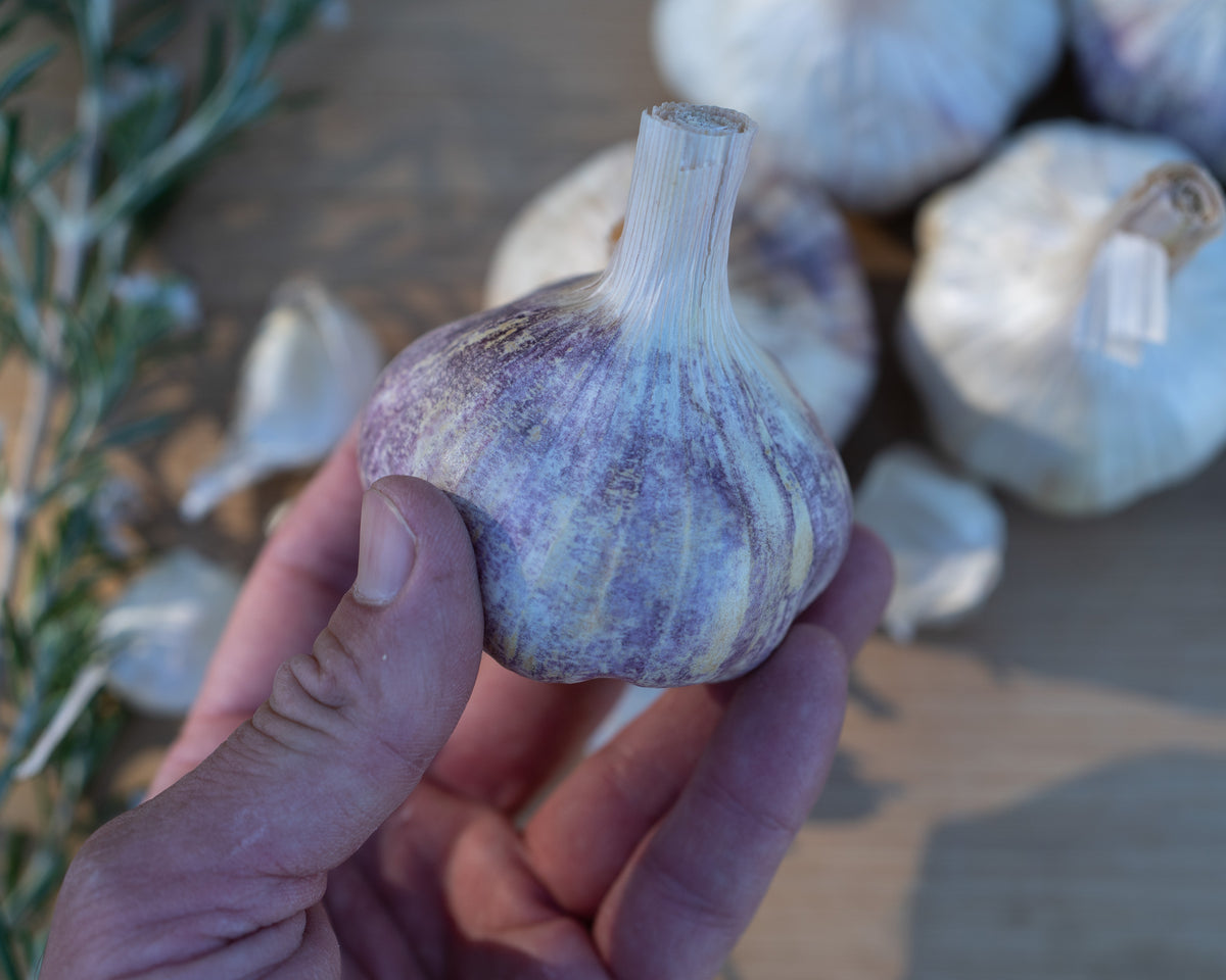 Applegate Artichoke Garlic