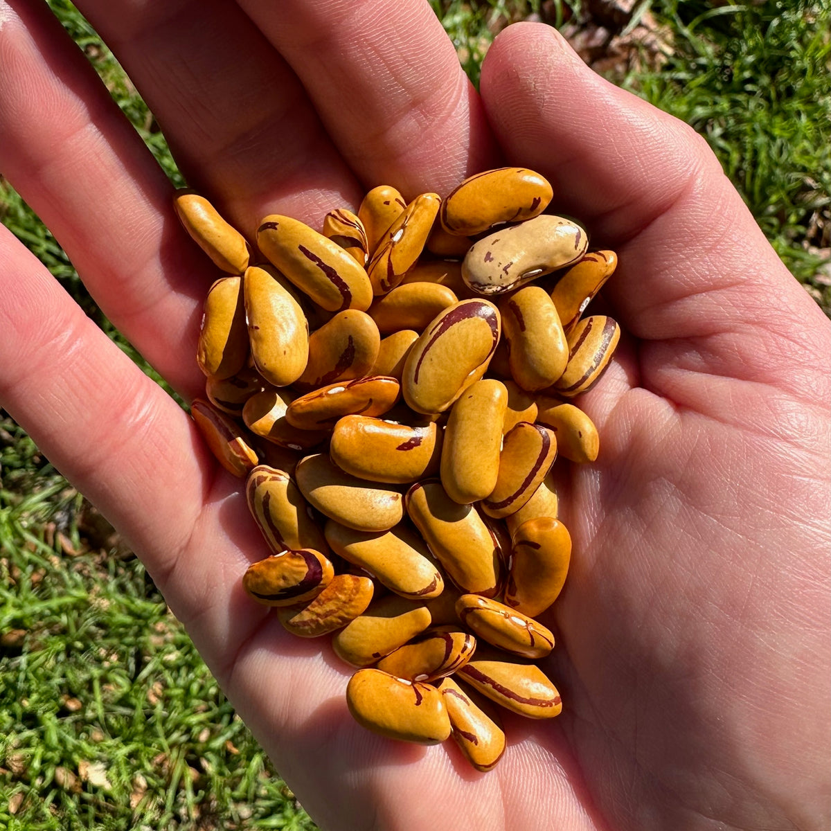 Tiger's Eye Bean
