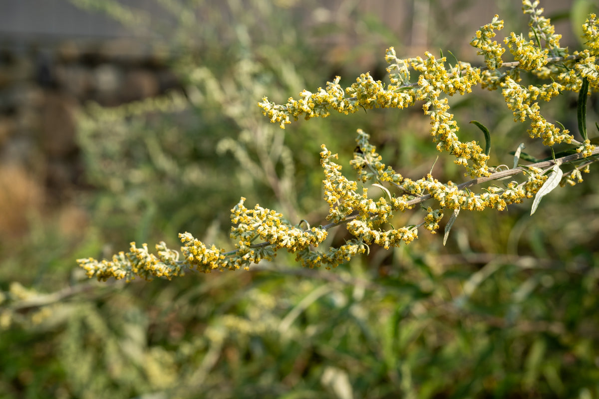 California Mugwort