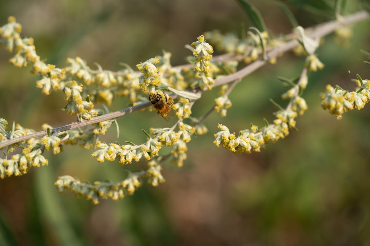 California Mugwort