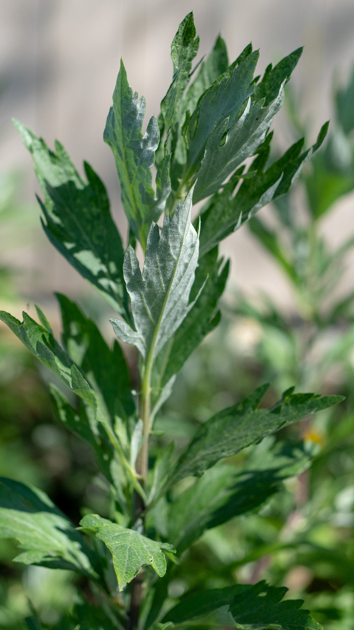 California Mugwort