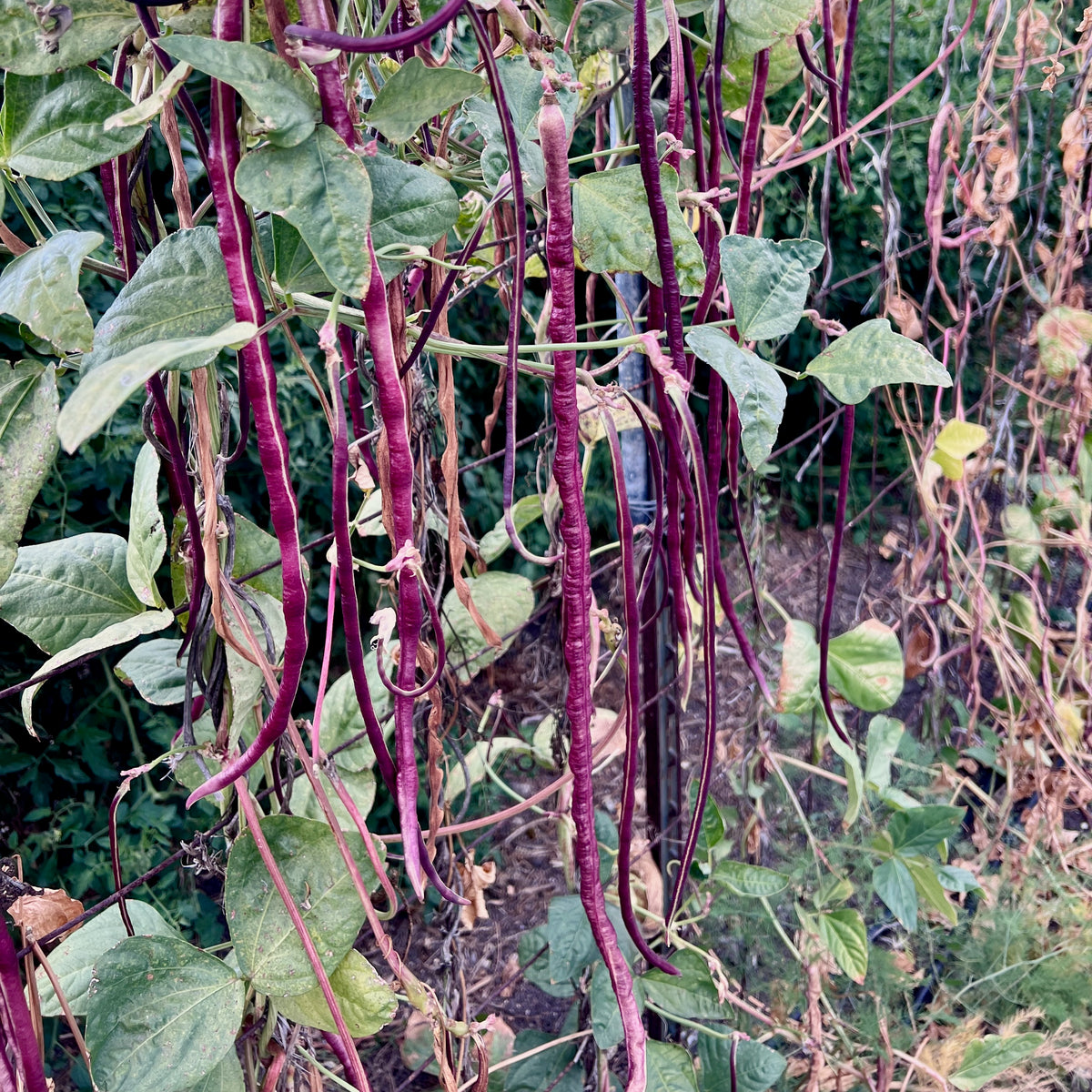 Chinese Red Noodle Bean