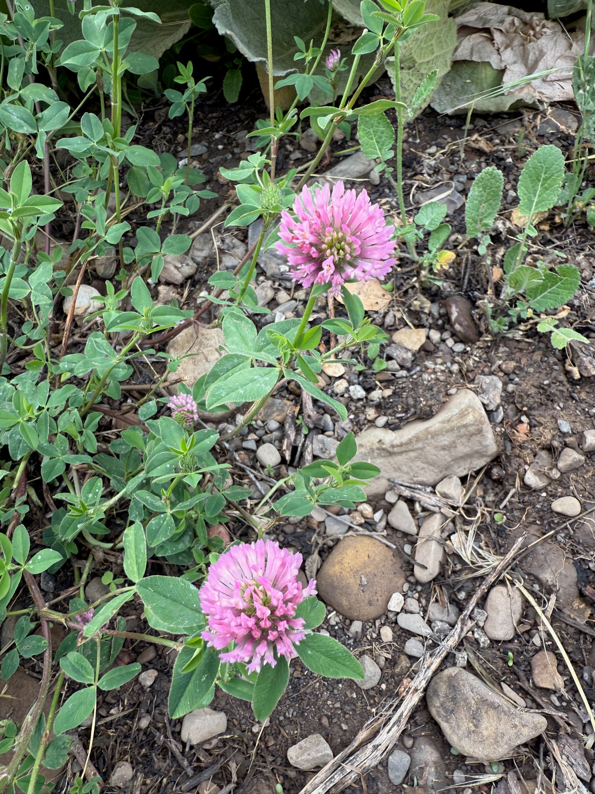 Red Clover