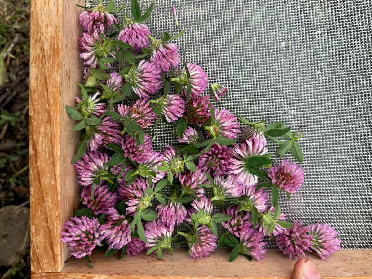 Red Clover