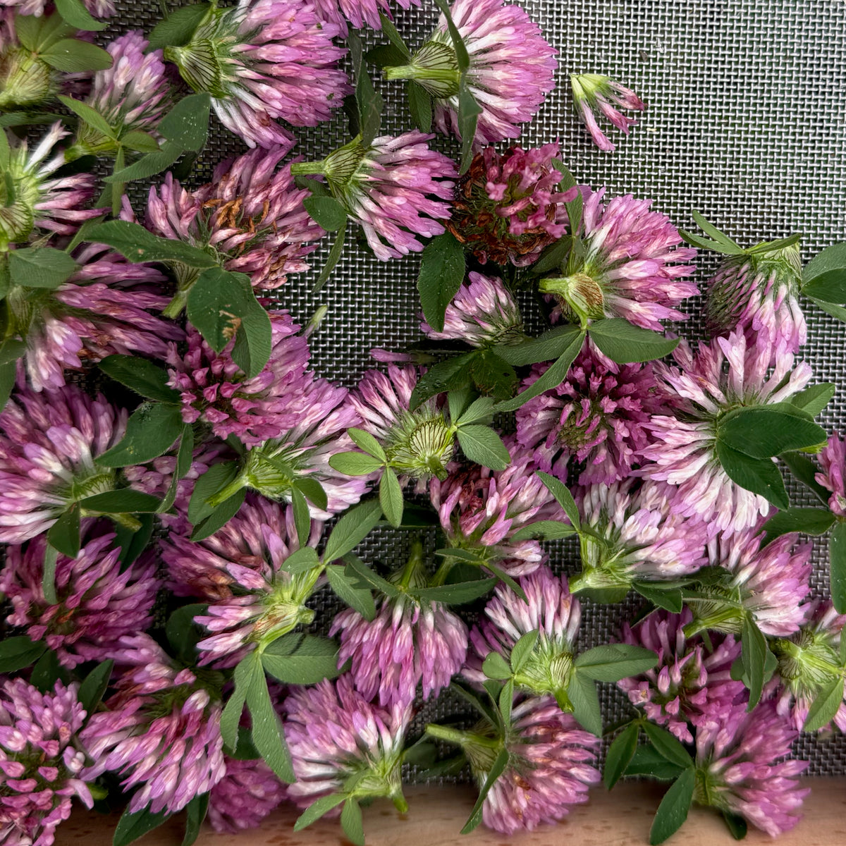 Red Clover