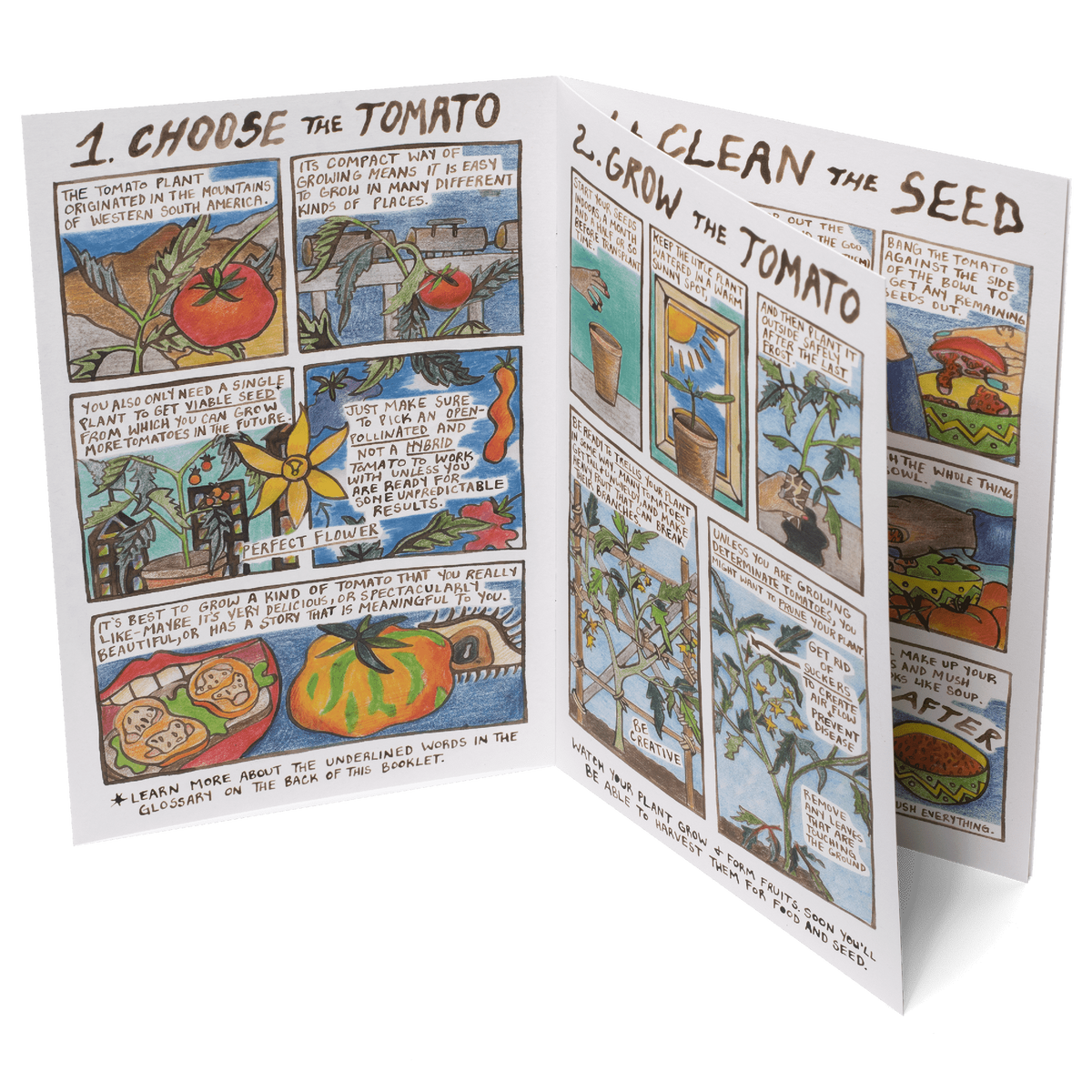 Adventures in Seed Saving #2: Tomato