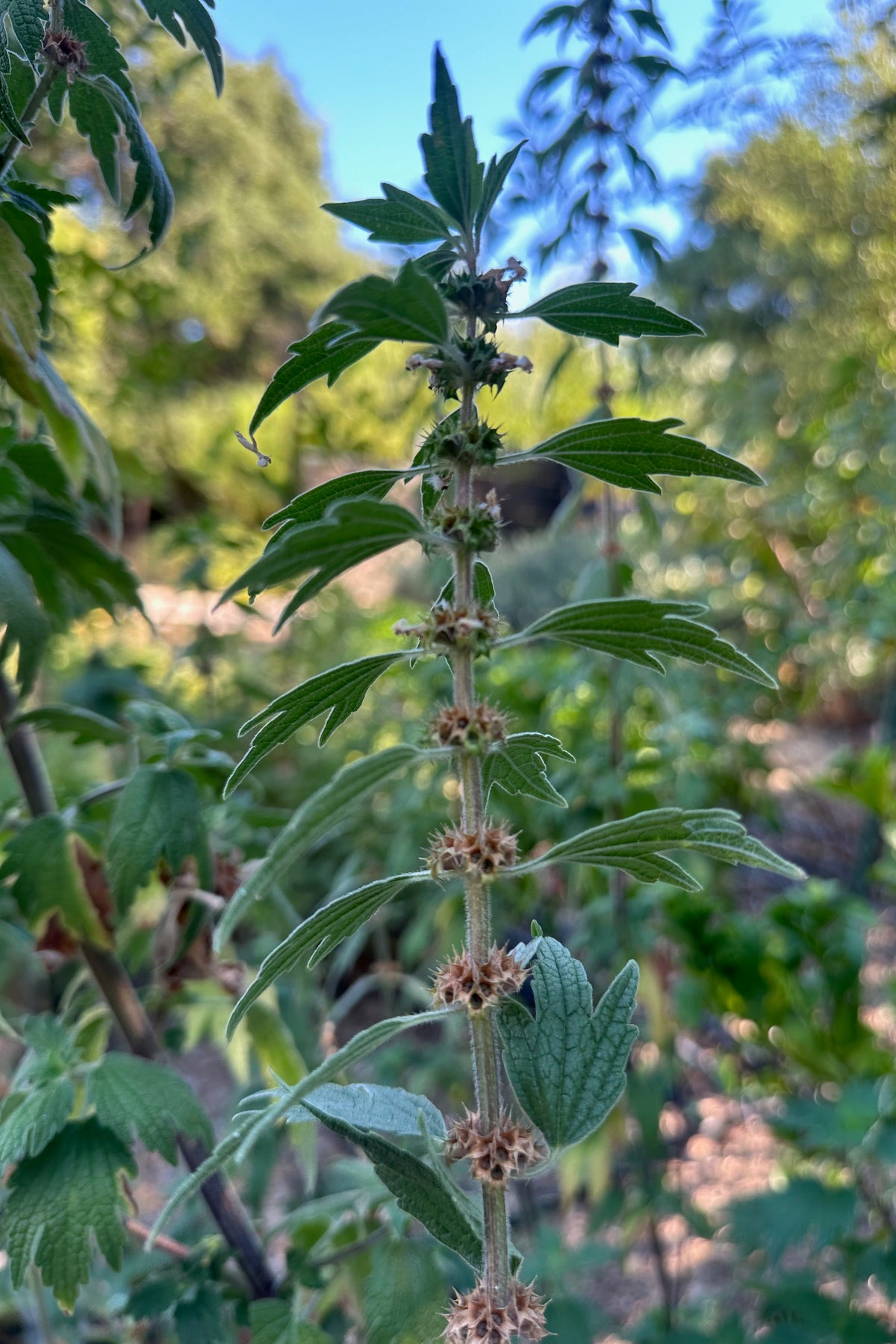 Motherwort