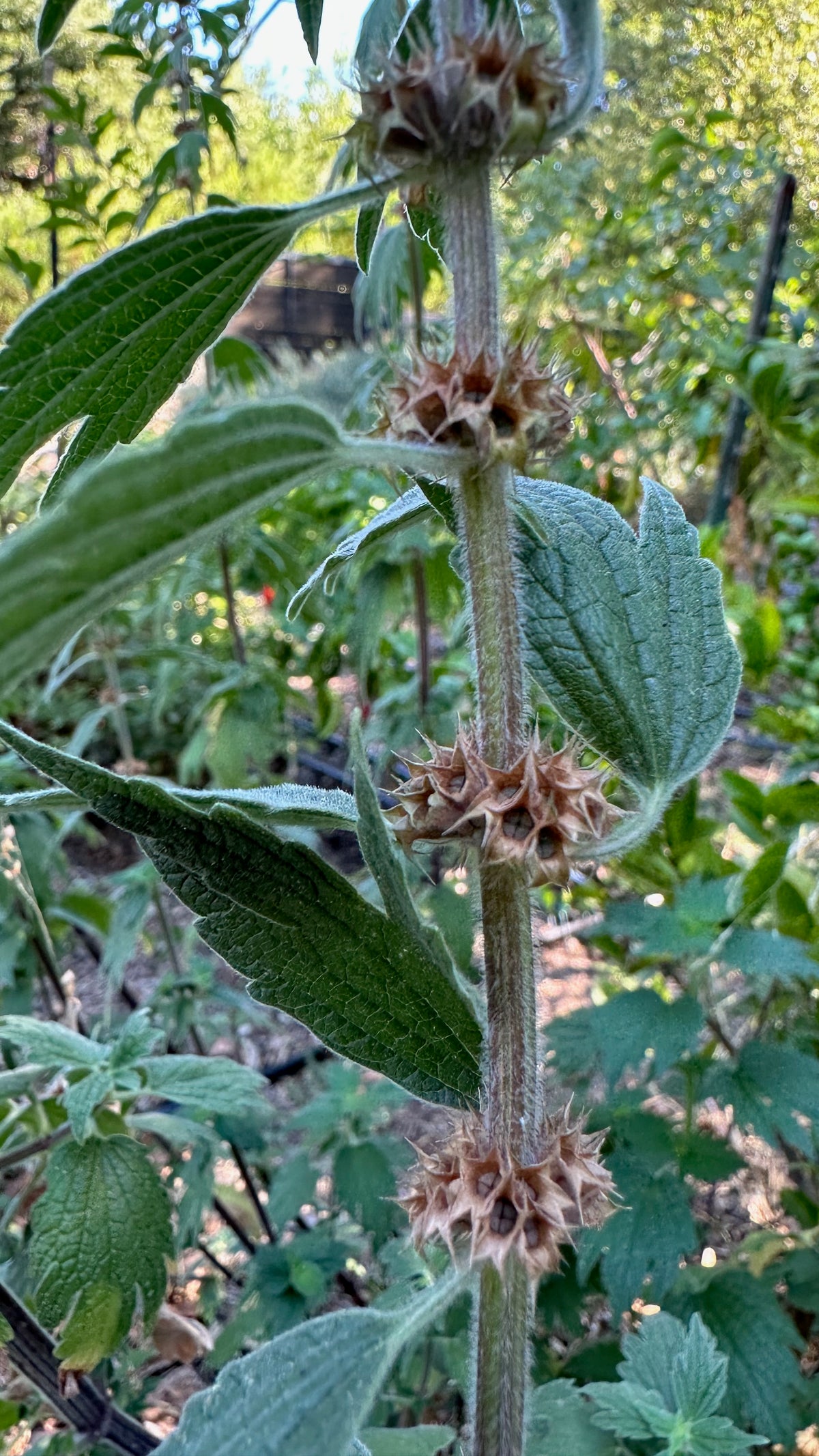 Motherwort