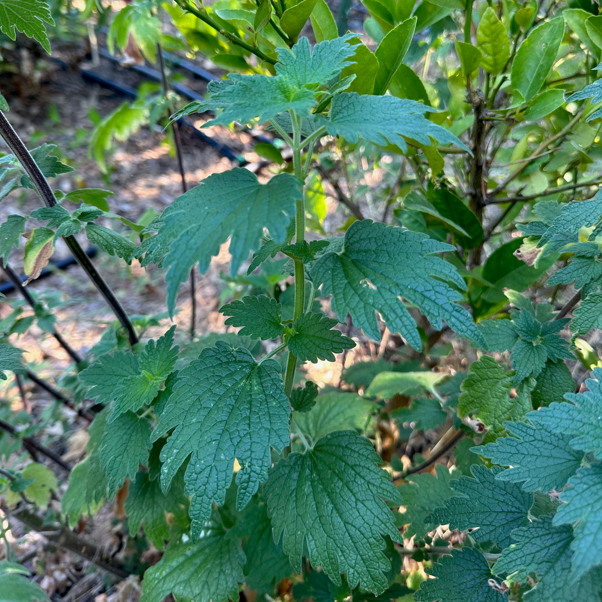 Motherwort