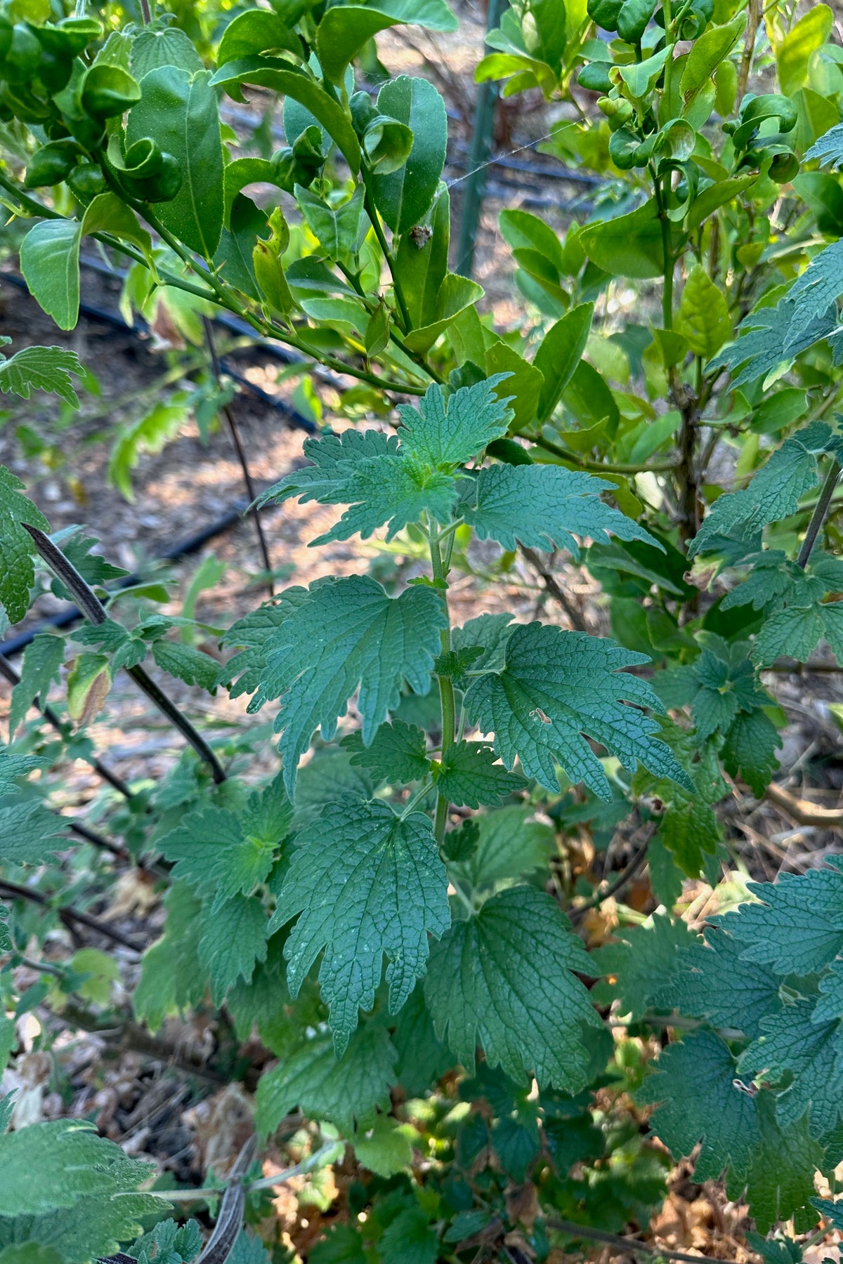 Motherwort