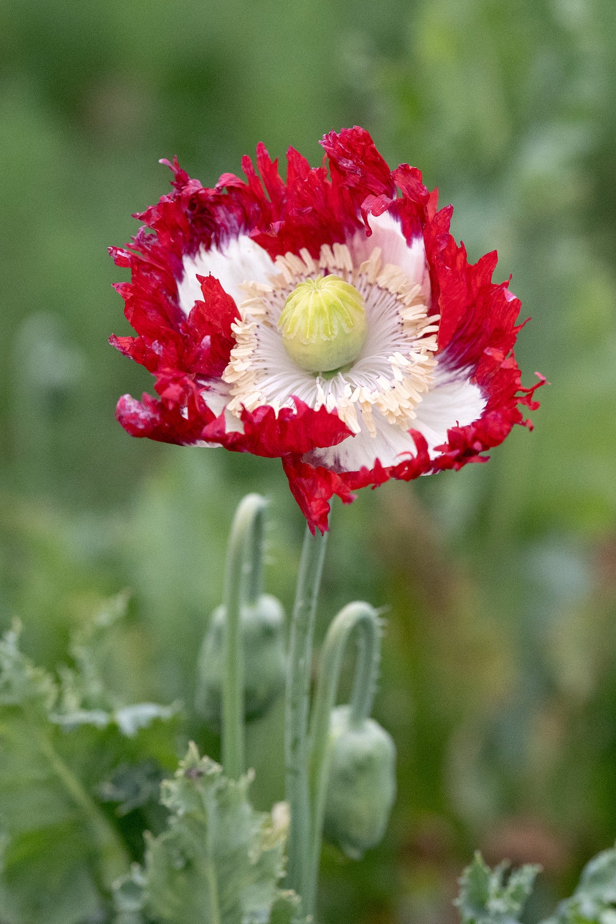 Danish Flag Poppy