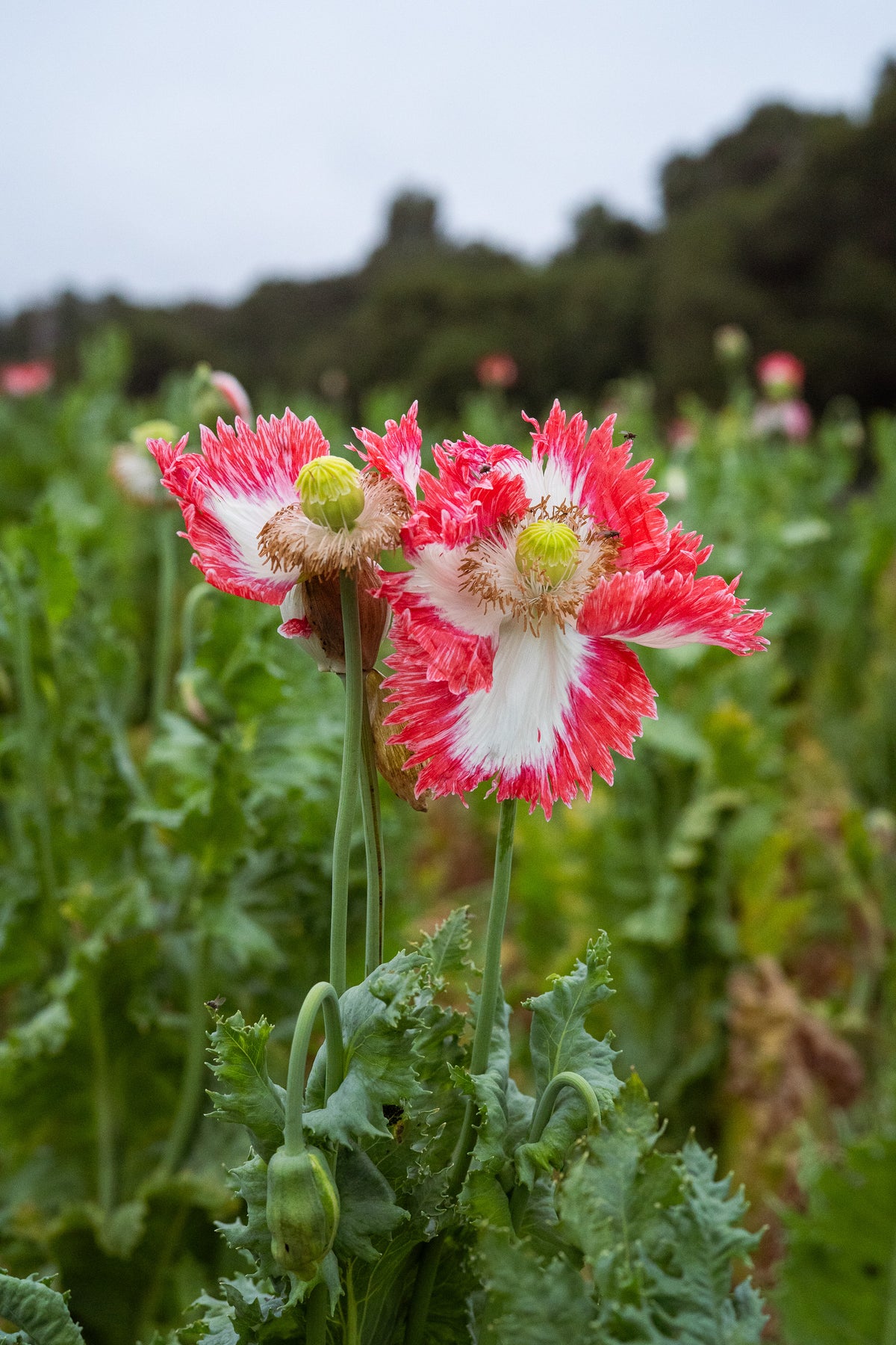 Danish Flag Poppy