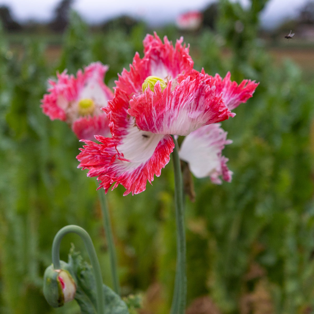 Danish Flag Poppy