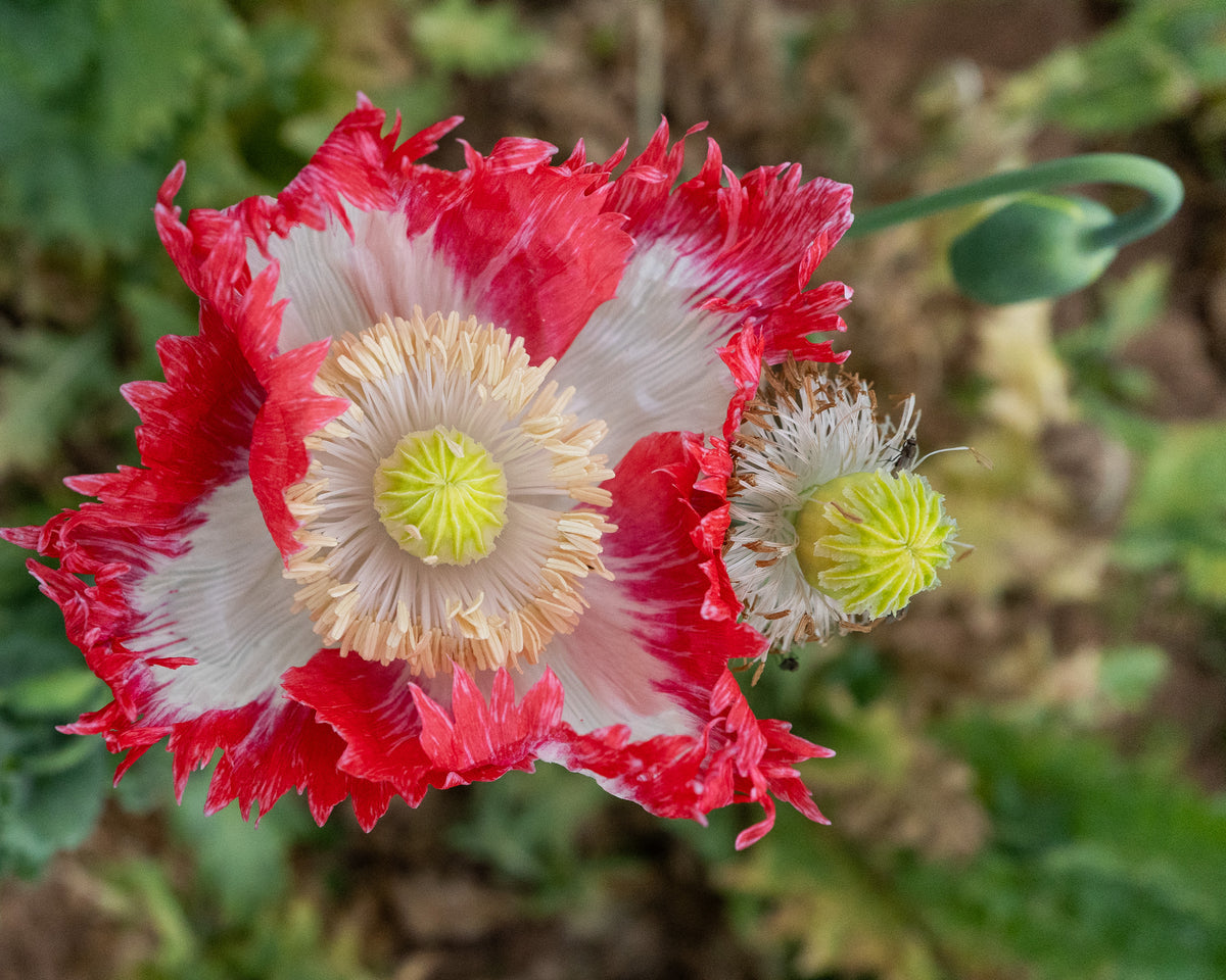 Danish Flag Poppy
