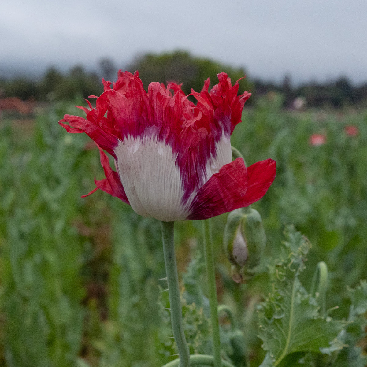 Danish Flag Poppy