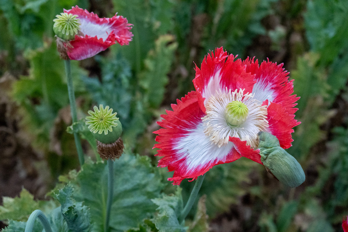 Danish Flag Poppy