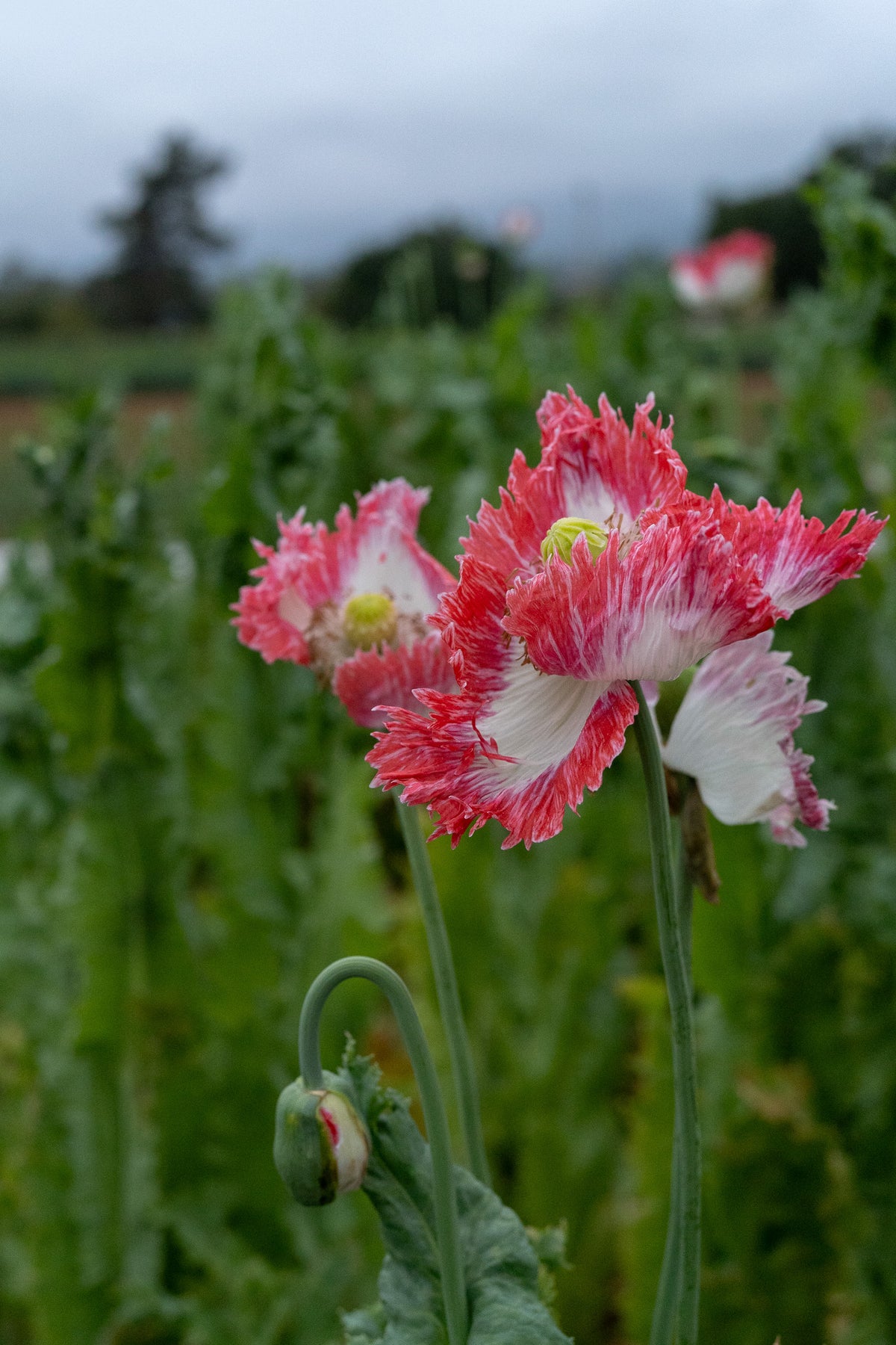 Danish Flag Poppy