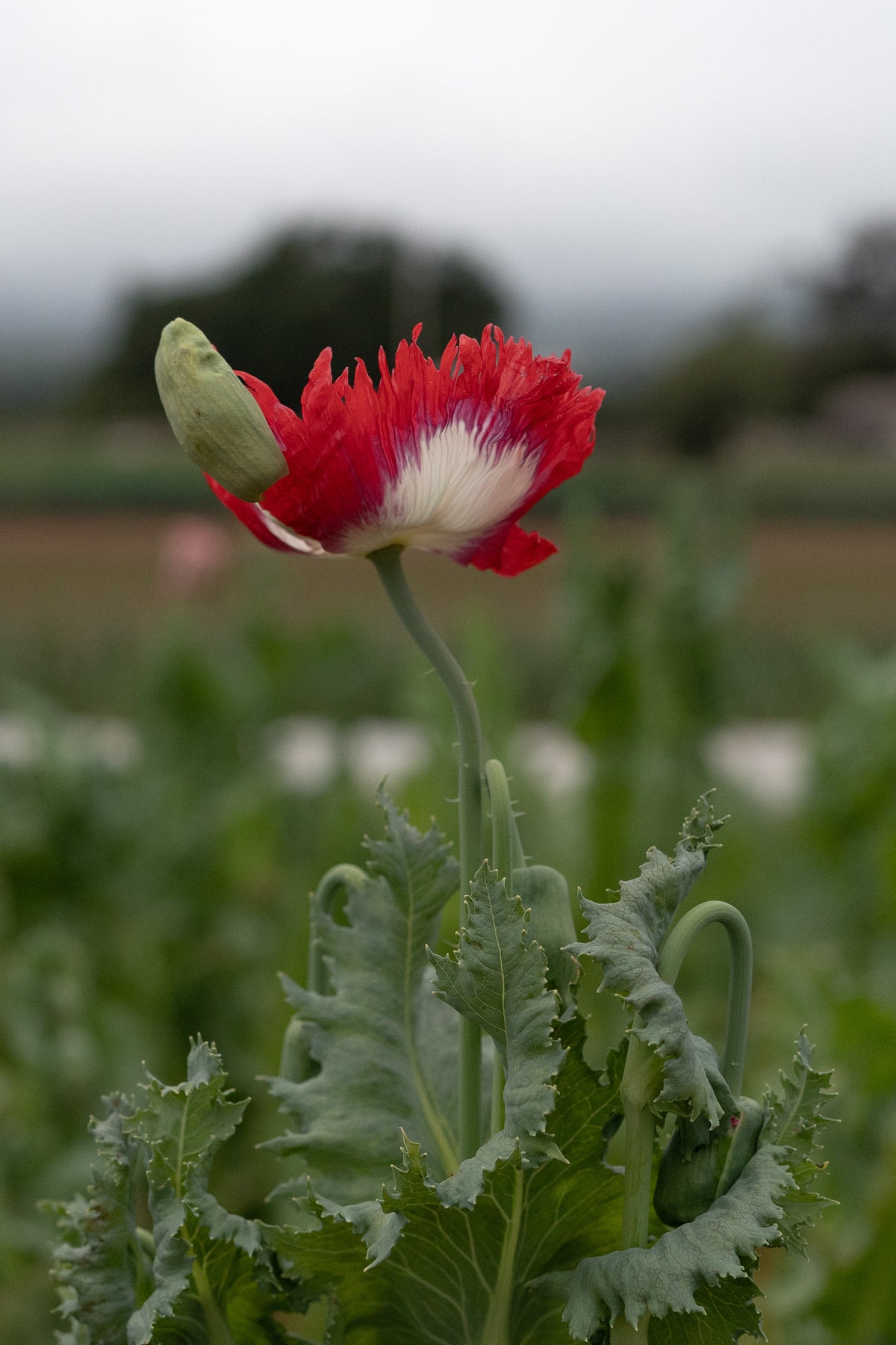 Danish Flag Poppy