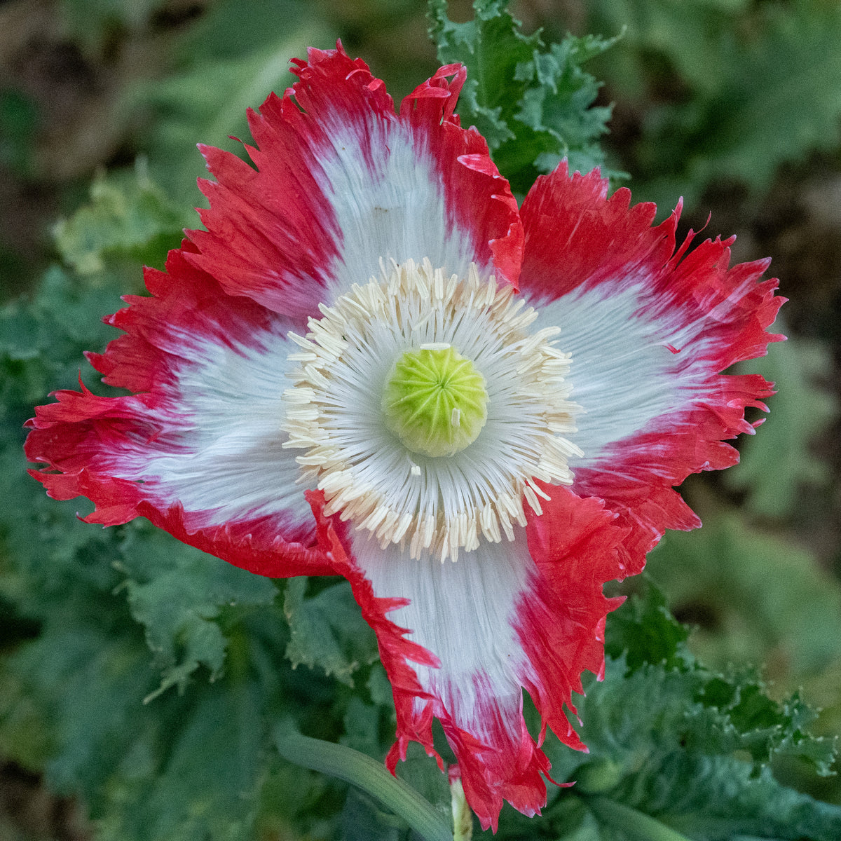 Danish Flag Poppy