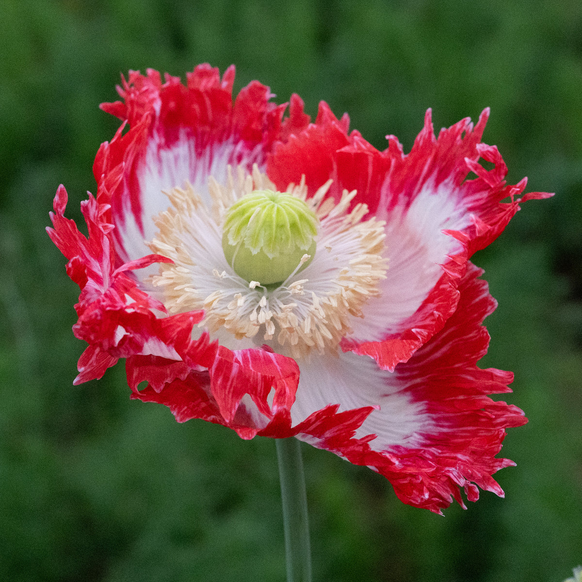 Danish Flag Poppy