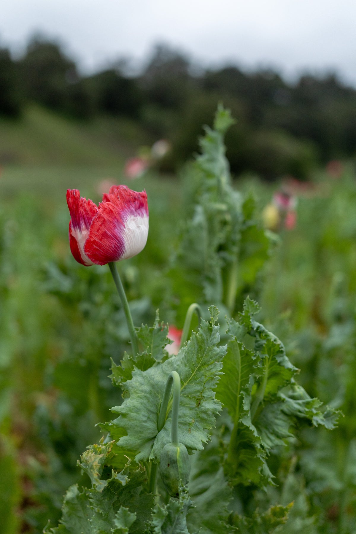 Danish Flag Poppy