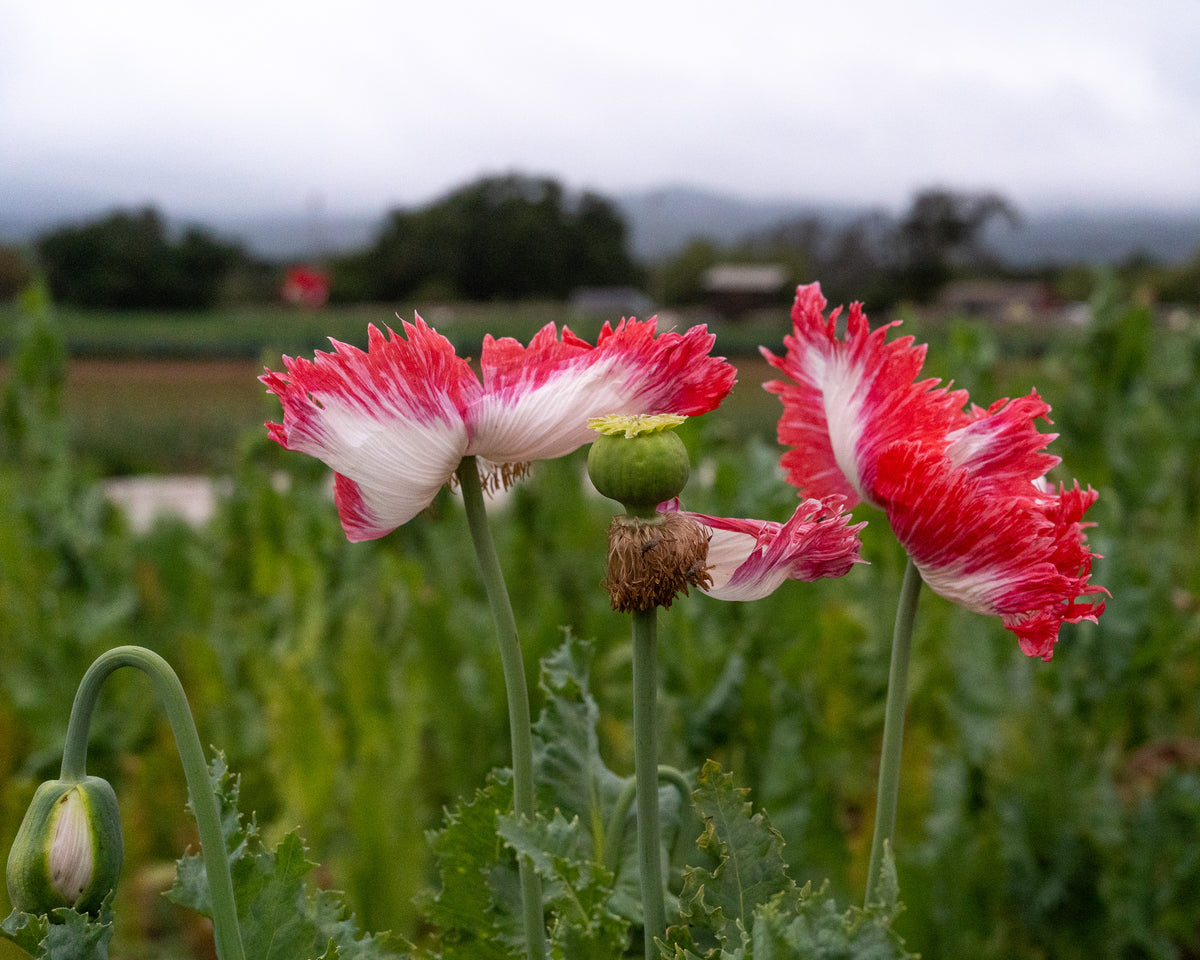 Danish Flag Poppy