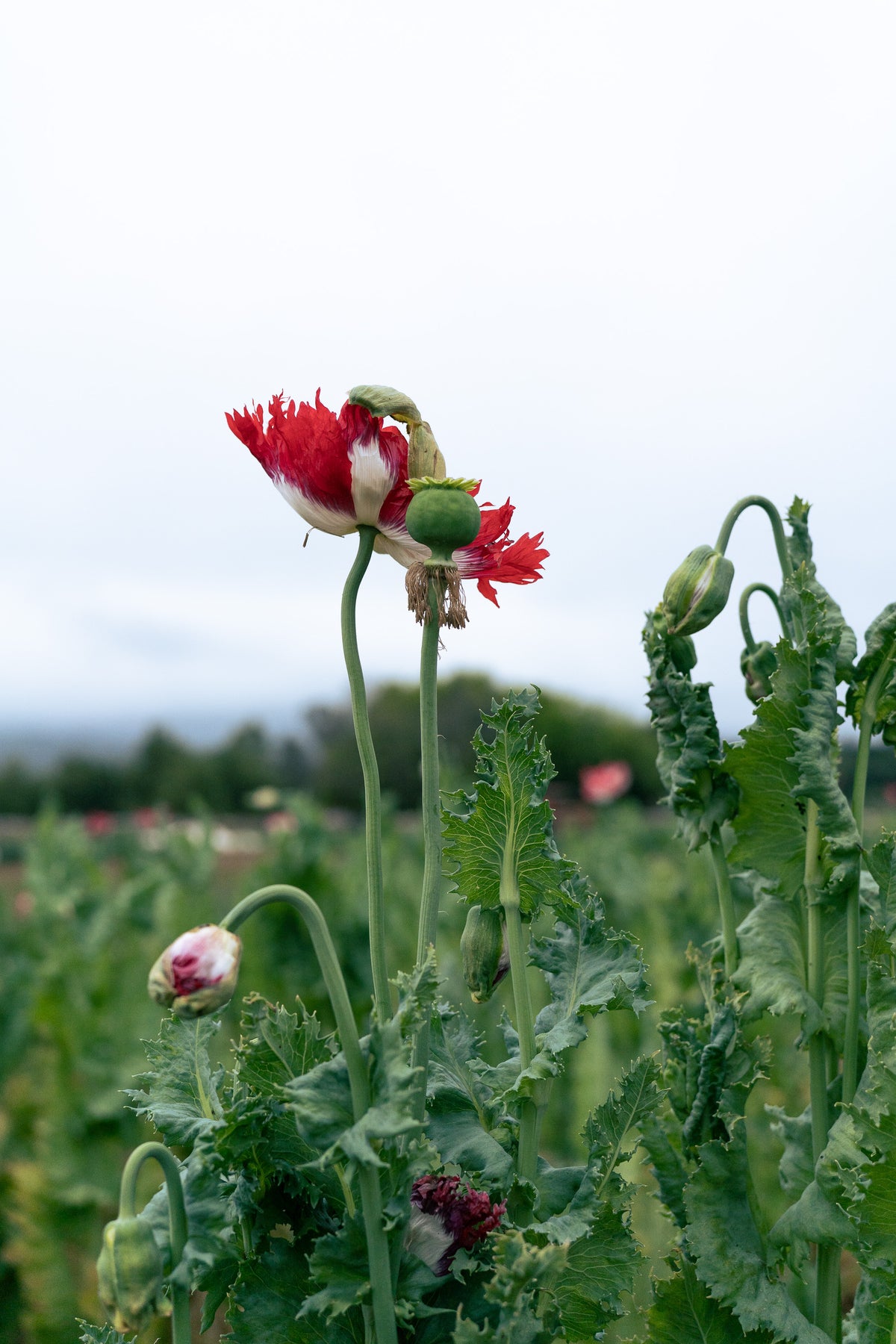 Danish Flag Poppy
